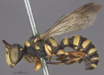 Media type: image;   Entomology 23543 Aspect: habitus lateral view